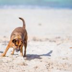 Abogados de Accidentes de Mordidas de Perro: Tu Defensa para una Compensación Adecuada