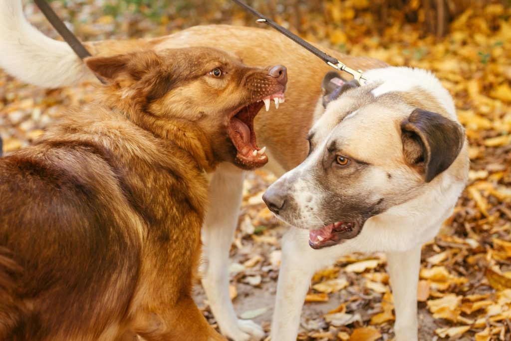 Abogados de Lesiones Personales: Tu Mejor Aliado Después de un Accidente por Mordedura de Perro