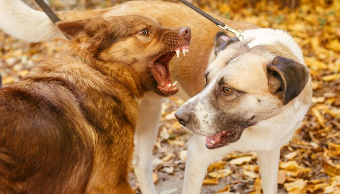 Abogados de Lesiones Personales: Tu Mejor Aliado Después de un Accidente por Mordedura de Perro